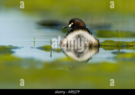 Australasian Grebe Tachybaptus novaehollandiae Banque D'Images