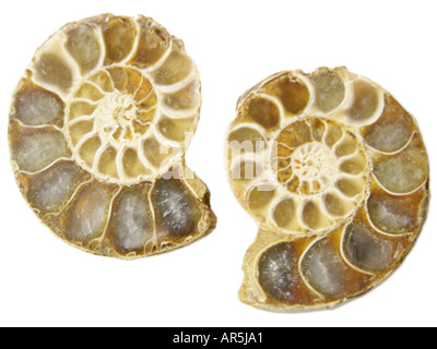 Ammonites fossilisées Banque D'Images