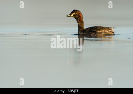 Australasian Grebe Tachybaptus novaehollandiae Banque D'Images