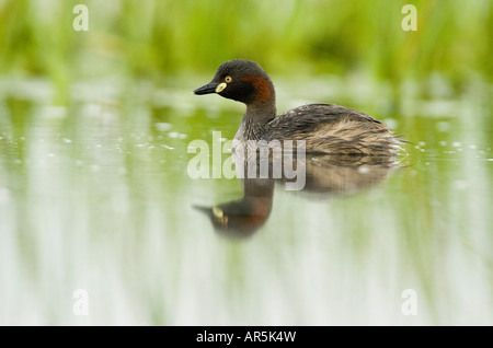 Australasian Grebe Tachybaptus novaehollandiae Banque D'Images