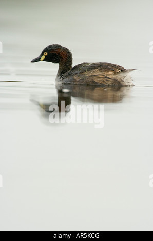 Australasian Grebe Tachybaptus novaehollandiae Banque D'Images