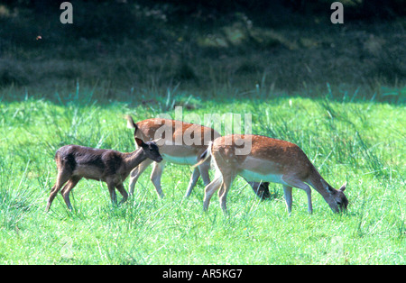 Damhirsche weiblich femelle Daim Dama dama Cervus dama, Europe Banque D'Images