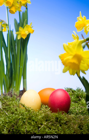 Œufs de Pâques colorés et des jonquilles Banque D'Images