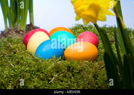 Œufs de Pâques colorés et des jonquilles Banque D'Images