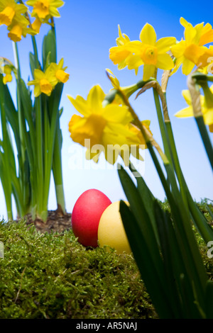 Œufs de Pâques colorés et des jonquilles Banque D'Images