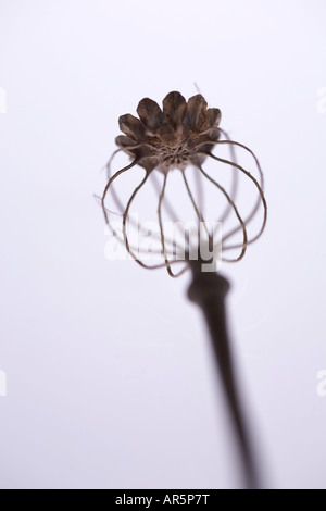 Tête de pavot séchées Banque D'Images