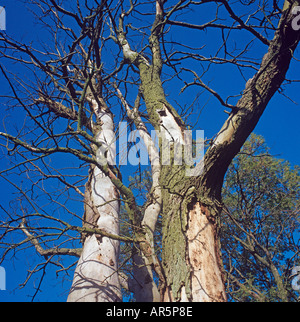 Ormes anglais Ulmus procera avec la maladie hollandaise de l'Orme Banque D'Images