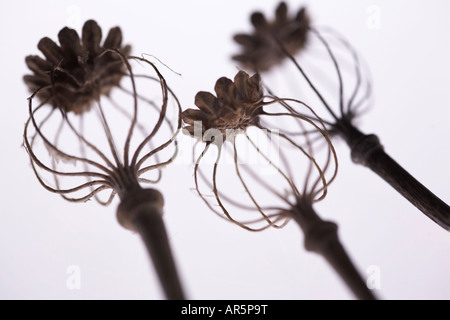 Les fleurs de pavot séchées Banque D'Images