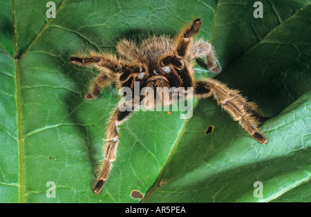 Genou Rouge mexicaine Tarantula Tarantula bracypelma smithi Banque D'Images