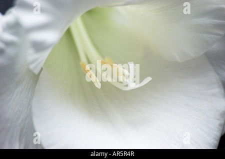 Glaïeuls blancs close up Gladiolus Sp Banque D'Images