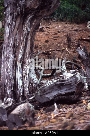 Restes d'une souche d'arbre mort et brûlé dans la section américaine de Koko Crater Botanical Garden Banque D'Images