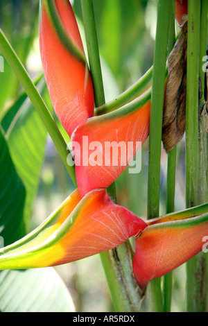 Close-up of a heliconia flower Banque D'Images