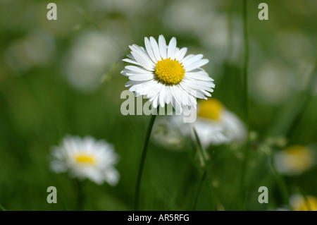 Daisy Banque D'Images