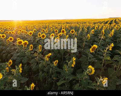 Champ de tournesols plantés en rangées Banque D'Images