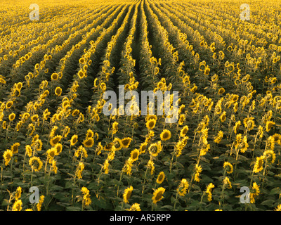 Terrain agricole de tournesols plantés en rangées Banque D'Images