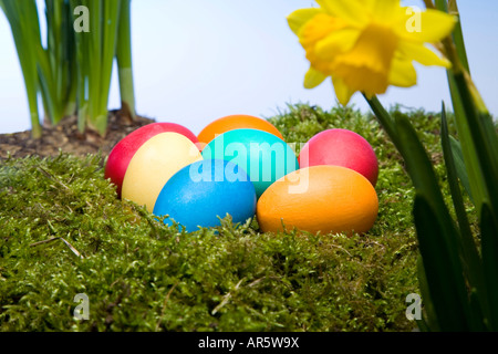 Œufs de Pâques colorés et des jonquilles Banque D'Images