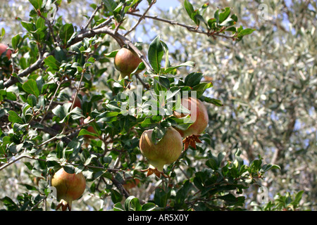 Fruits de grenade on tree Banque D'Images