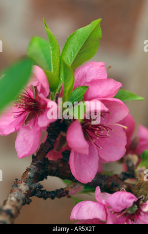 PRUNUS PERSICA PEACH BLOSSOM Banque D'Images