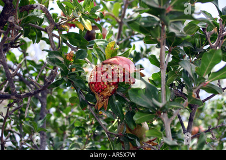 Fruits de grenade on tree Banque D'Images