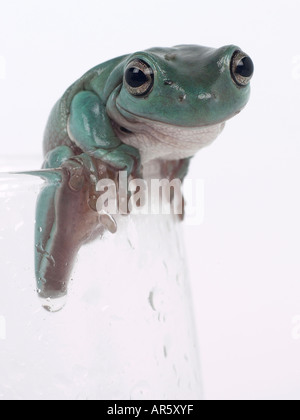 Une rainette verte sur le dessus d'un verre Banque D'Images