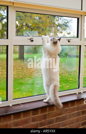 Un jeune chat Ragdoll pris la mi-bond au cours d'une première démarche pour étudier un plan d'évacuation Banque D'Images