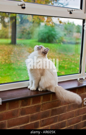 Un huit mois mâle Ragdoll cat pense à échapper [Premier d'une série de trois photos] Banque D'Images