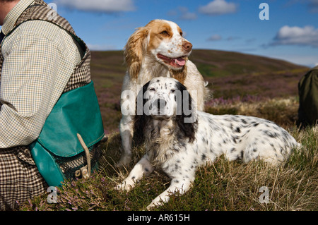 Deux Spaniels en regard de leur gestionnaire sur Heather couverts Moor avant conduit le lagopède des saules a tirer près de Aviemoor Ecosse Banque D'Images