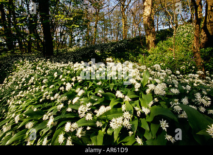 Ramsons ail sauvage poussant dans le Pembrokeshire forestiers UK printemps Banque D'Images