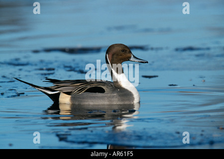 Canard pilet Anas acuta mâle sur l'étang couvert de glace en hiver au Royaume-Uni Banque D'Images