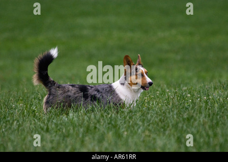 Welsh Corgi Cardigan debout dans l'Herbe de Cherokee Park Louisville Kentucky Banque D'Images