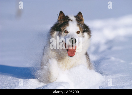 L'exécution de Husky dans la neige en Alaska Banque D'Images