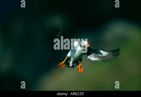 Macareux moine (Fratercula arctica) atterrissage sur falaise Juin Ecosse Shetland Banque D'Images