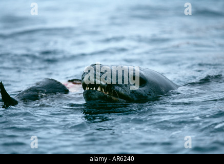 Leopard Seal se nourrissant d'Adelie Penguin Paulet Island mer de Weddell, Antarctique Banque D'Images