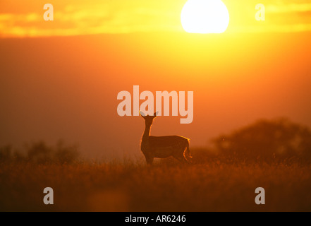 Daims Cervus dama doe à l'aube nouvelle Forêt Hampshire UK automne Banque D'Images