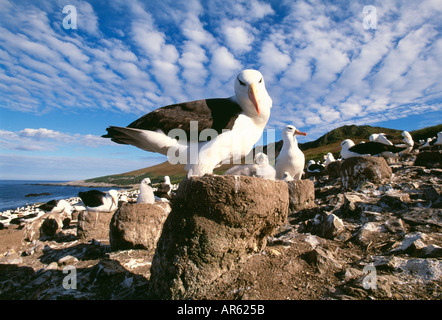Merle noir Diomedea melanorphris des profils et des poussins au nid en colonie Steeple Jason Island Janvier Malouines Banque D'Images