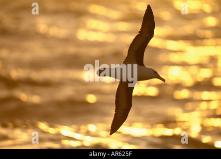 Merle noir Diomedea melanorphris en vol sur l'océan au coucher du soleil du sud de l'océan au large de la Géorgie du Sud Janvier Banque D'Images