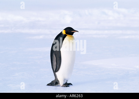 Manchot Empereur Aptenodytes forsteri mer de Weddell, l'Antarctique Novembre Banque D'Images