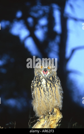 Eagle Owl Bubo bubo eurasien Banque D'Images
