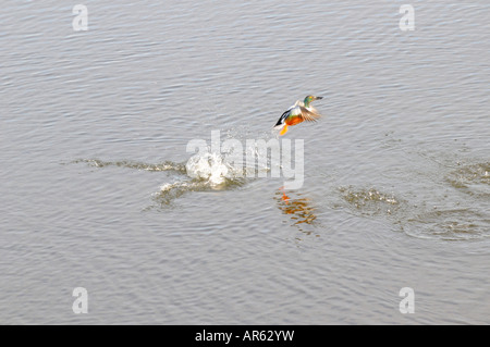 Un canard siffleur prend son envol Banque D'Images