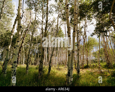 De plus en plus de grands arbres des forêts de trembles Banque D'Images