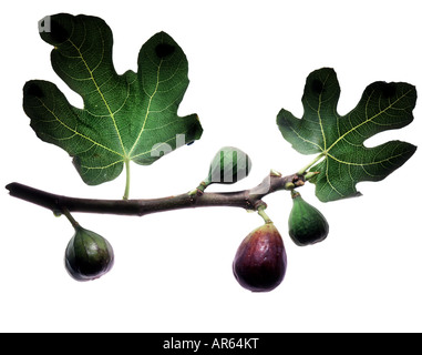 Direction générale de la Fig