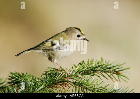 Goldcrest perché sur une branche de pin Banque D'Images