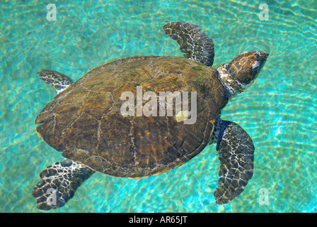 La Tortue verte dans la piscine, Coral World Underwater Observatory et de l'Aquarium, Eilat, Israël, District du Sud Banque D'Images