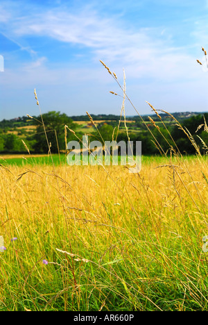 Vue panoramique sur le paysage agricole de l'été dans les régions rurales de la France libre sur l'herbe Banque D'Images