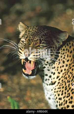 Close up portrait of a snarling leopard Parc national du Zambèze au Zimbabwe il est montrant ses dents langue maternelle et les moustaches Banque D'Images