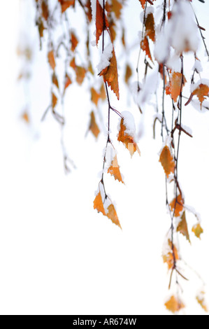 Branches d'un bouleau d'hiver couverte de neige natural background Banque D'Images