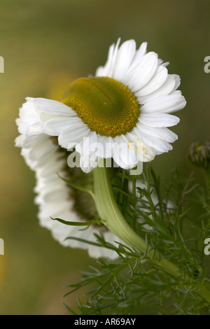 Déformée et mal formé difformes camomille Matricaria maritima mer continentale de plus en plus sur l'Écosse Orcades UK Banque D'Images