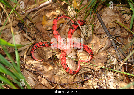 Anthurus Archeri Corne de puanteur Octopus Clathrus Banque D'Images