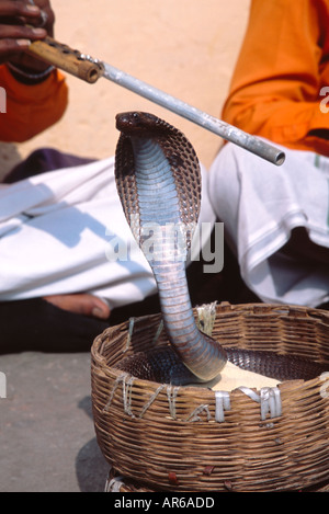 Cobra Snake charmer en dehors de city palace Jaipur Rajasthan Inde Banque D'Images