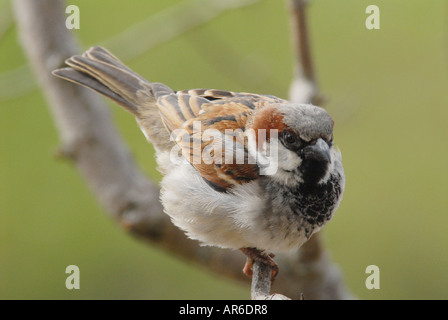Moineau domestique Moineau domestique (Passer domesticus) Banque D'Images